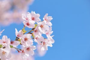 ✿✿合格確定版～2年連続東京大学合格 ❗️❗️✿✿